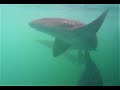 Shark Attack - The Bahamas