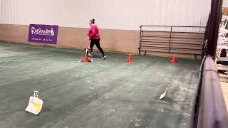 Arya | AKC Virtual Rally Intermediate | Course 1 (RIV-1) | 1/6/2024