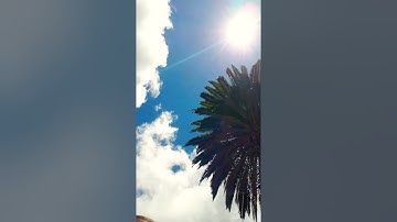 Palm Tree Under the Sun and Clouds
