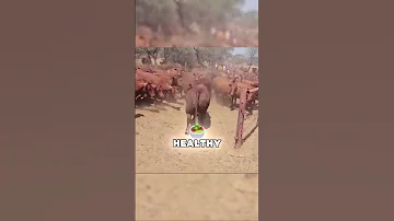 Breeding Bull Enters The Chat 