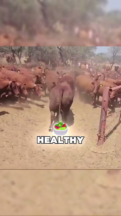 Breeding Bull Enters the Chat😬