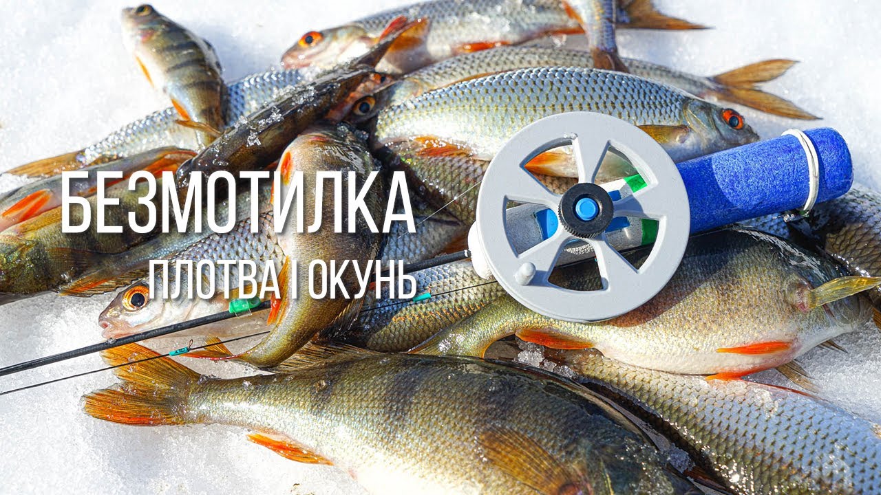 Окунь і плотва на безмотилку