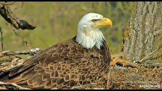 Decorah Hatchery Eagles Goose family attacks HD in the nest 04 24 2023