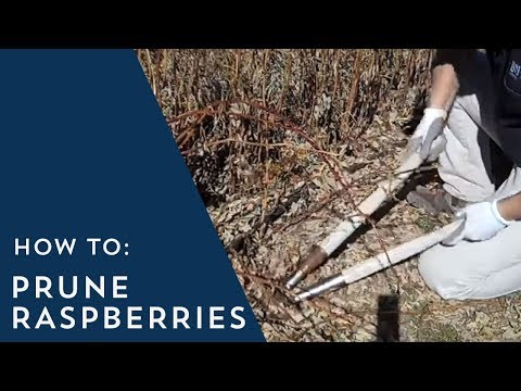 วีดีโอ: ข้อมูล Raspberry Horntail - เรียนรู้วิธีจัดการ Raspberry Horntails