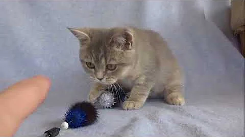 Watch the video about Hafsa blue golden female British shorthair