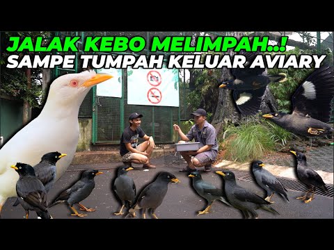 JALAK KEBO OVER POPULASI..! SAMPE LUBER KELUAR AVIARY..!!