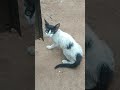 #funny #viralvideo #cat #comedy #shortvideo #cute #cutecat #animalshorts #vlogs