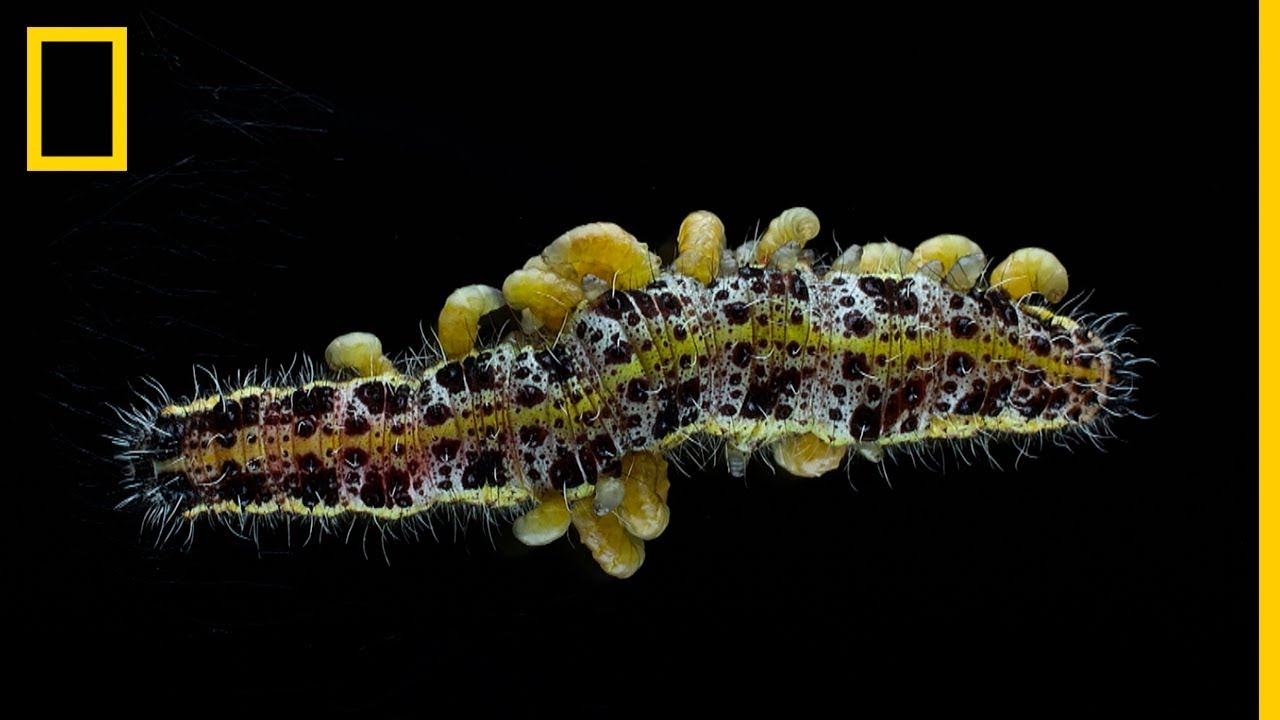 Estas Larvas De Avispa Se Comen Una Oruga Viva Para Salir De Ella