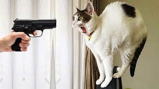 New Funny Cat and Dog Videos 😹🐶 Funniest Animals 😅 Part 12