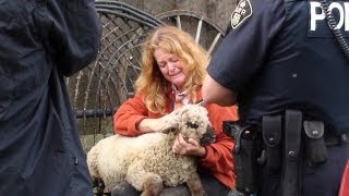 Farmed and Dangerous??— CFIA destroys shepherds life and sheep