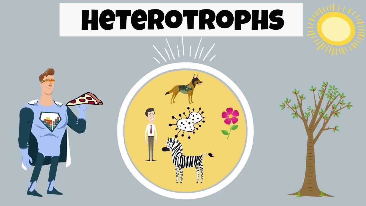 heterotroph hypothesis definition in biology