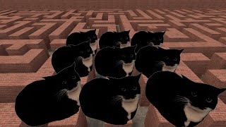 Try to Run Away From Maxwell Cat Maze Gmod !!!