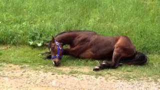 Itchy belly