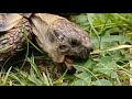 Russian tortoise has endless apetite
