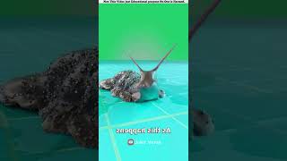 🐌 Scientific Reaction: Salt and Snail Interaction! 🧪 #Science #Experiment #Biology