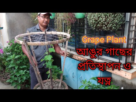 Grow Grapes in pot/Grapes plant care tips/How to grow grapes at home/ টবে আঙ্গুর চাষের কৌশল