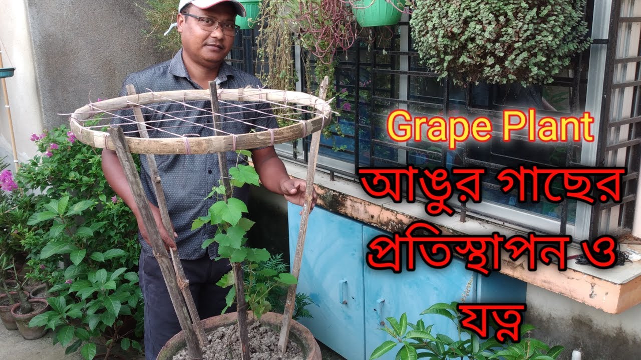 Grow Grapes in pot/Grapes plant care tips/How to grow grapes at home