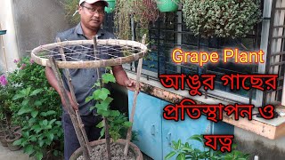 Grow Grapes in pot/Grapes plant care tips/How to grow grapes at home/ টবে আঙ্গুর চাষের কৌশল