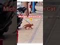 ​Michael Jackson Cat! 🕺🐱 #shorts #michaeljackson #moonwalk #catsoftiktok #funnycats #dancingcat