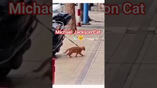 ​Michael Jackson Cat! 🕺🐱 #shorts #michaeljackson #moonwalk #catsoftiktok #funnycats #dancingcat