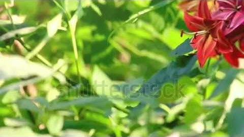 Humming bird, beautiful 3d animation -