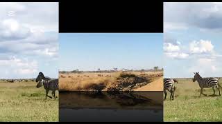 Serengeti Wildebeest Migration Annually
