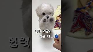 바보뚱이 #cute #애견영상 #애견 #강아지영상 #강아지쇼츠 #아기강아지 #말티푸 #크림말티푸 #강아지훈련 #pets #puppy