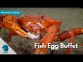 Windows to the Deep: Fish Egg Buffet