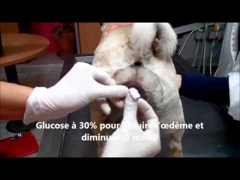 Vidéo: Anomalies Vaginales Chez Le Chien