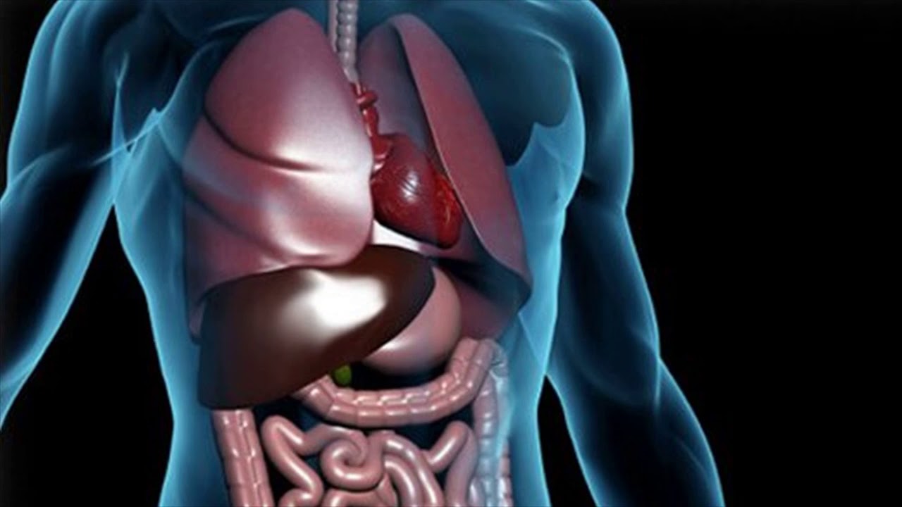 Внутренние органы фото. Заболевания внутренних органов. Внутренние органы желудок. Печень в брюшной полости.