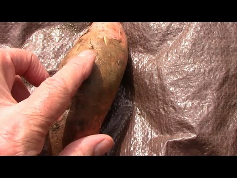 Video: Sweet Potato Scurf Treatment - How To Control Scurf On A Sweet Potato Plant