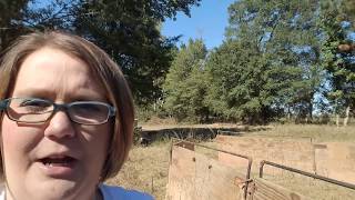 Sorting Pigs