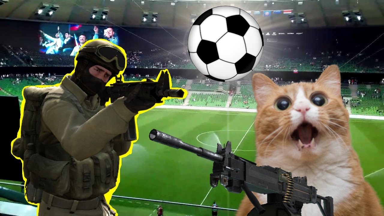 Смешные картинки котов в кс го