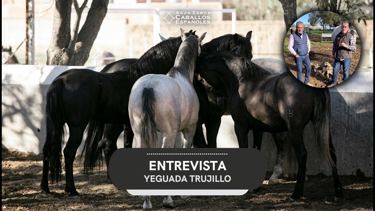 Yeguada Trujillo, 1 de las Ganaderías del PRE más Exitosas del Mundo, Victor Molina, Caballo Español