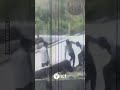 מפרקים אבנים ובורחים: עוכבו 7 חשודים בהשחתת קברים מוסלמיים ויריקה לעבר מנזר