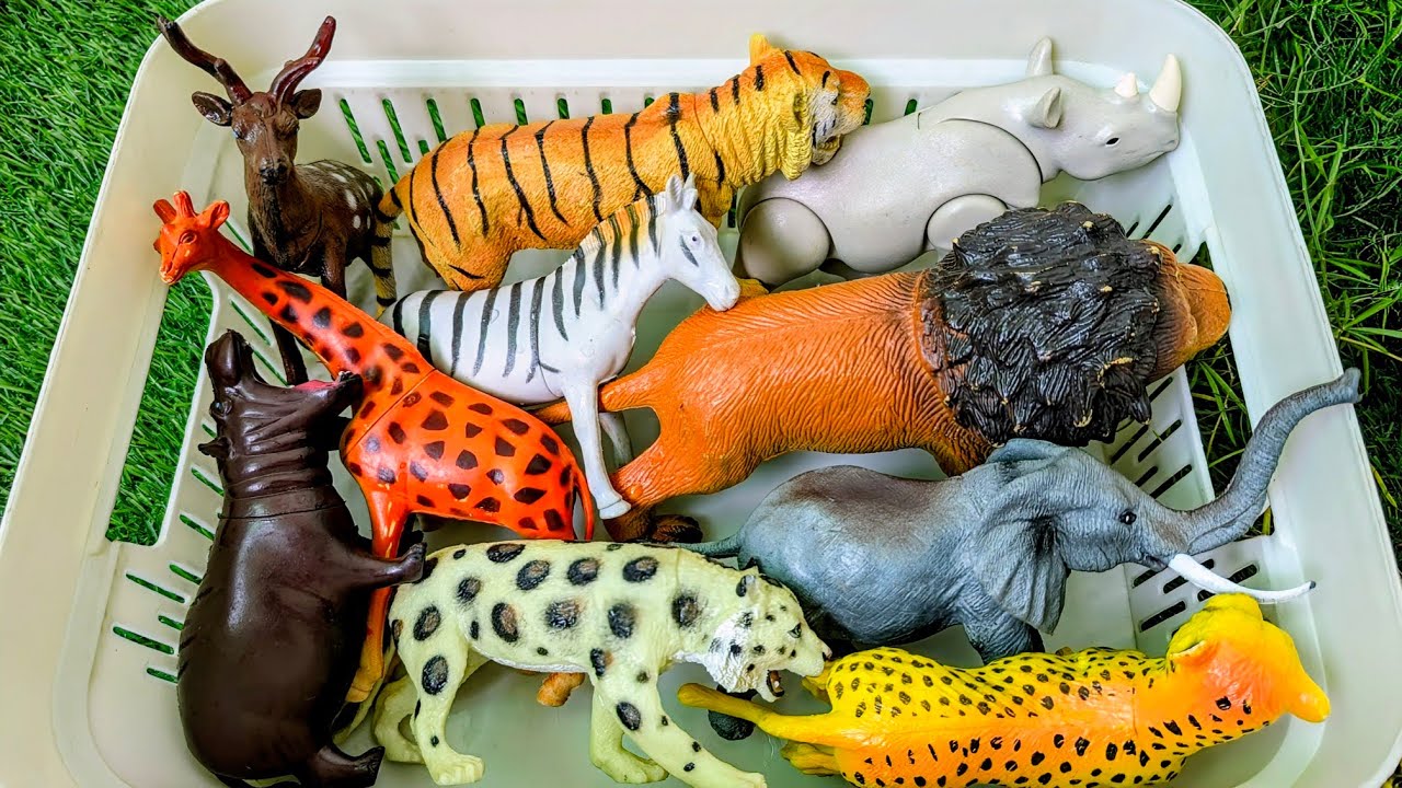 Узнайте о диких животных зоопарка | Увлекательное обучение в джунглях для дошкольников!