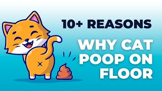 10 Valid Reasons Why Cat Poop On The Floor