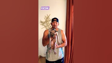 Sphinx Cat 🐈‍⬛ Dancing Raisin #dance #trending #viral #sphinx #catvideos #catdad