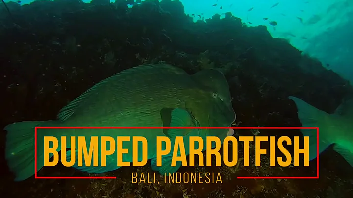 Bumphead Parrotfish | Bali Dawn Dive