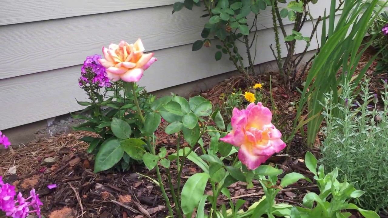 Companion Plants for Roses // Pt 1 // Hybrid Tea Roses