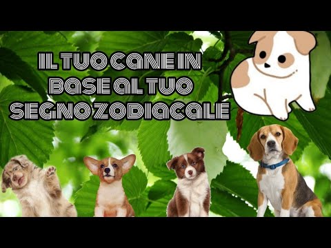 Video: Quali Segni Dello Zodiaco Sono Adatti Ai Cani