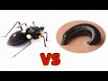 當水蛭遇到刺客蟲，它會被吸幹嗎？Leech VS Assassin bug