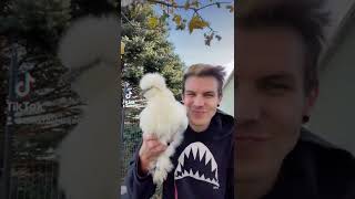 Silkie chickens❤️❤️ #shorts #silkiechicken