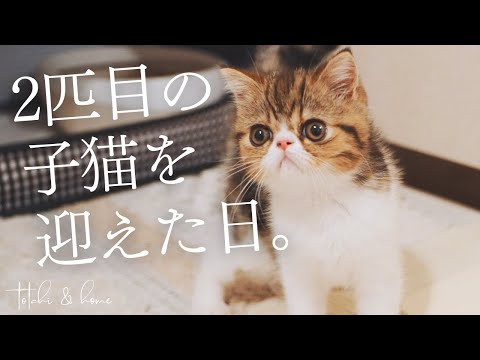 2匹目の子猫を迎えた日♪こんなに可愛いなんて【エキゾチックショートヘア】