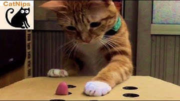 Funny Cat Plays Whack-A-Mole With Fingers | CatNips