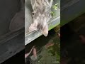 This cute cat is watching some fish