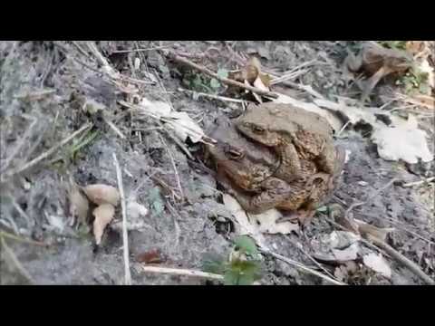 Video: Skutečné Ropuchy (Bufonidae)
