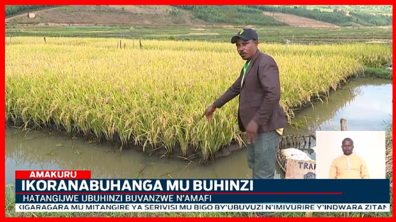 Mu Rwanda hatangijwe ubuhinzi budasanzwe bukomatanyije umuceri n'amafi