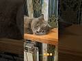 Кицюня Мілана #cat #котики #котик #cats #catvideos