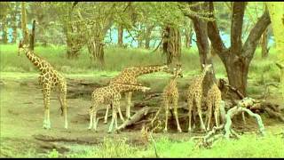 Giraffe the impossible animal 3of5.mp4